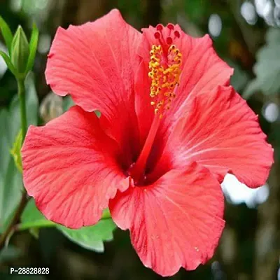 Baishnab  Hibiscus Red Plant CF70032 Hibiscus Pla-thumb0