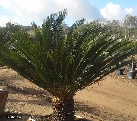 Baishnab  Cycas Revoluta Plant Live Plant CF411 C