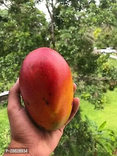 Baishnab  Gulab Khass Live Grafted Mango Plant CF10