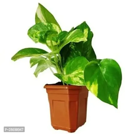 Baishnab Money Plant Gardens Live Big Leaf Money Plant, Air Purifier Ornamental 1 Healthy Live Plant With Plastic Bag-thumb0