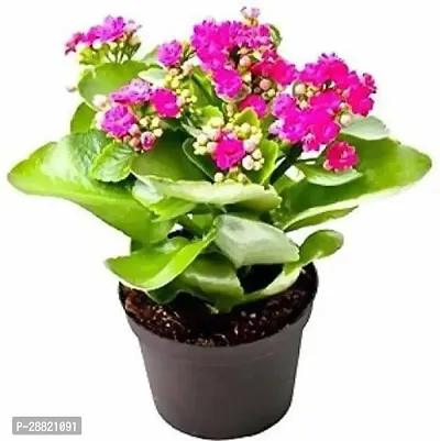 Baishnab  Kalanchoe Plant EROPIAN  Kalanchoe Plan-thumb0