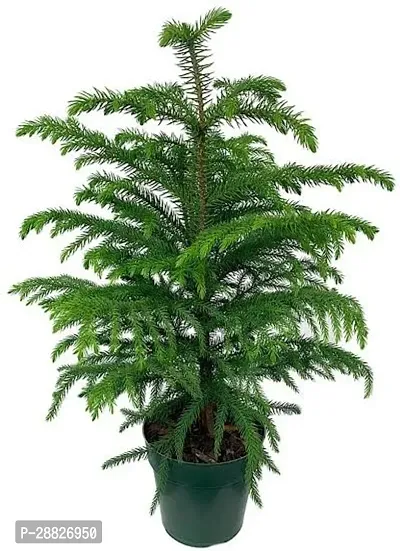 Baishnab  Christmas tree Araucaria plant Christma