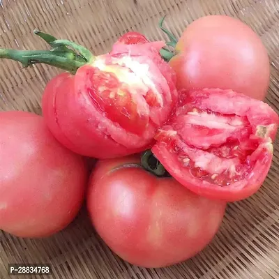 Baishnab tomato seed 500 psfg Hybrid Big BeefsteakTomato Seeds500PIECE