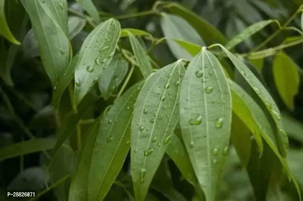 Baishnab  TB01 Bay Leaf Plant-thumb0