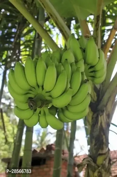 Baishnab Banana Plant Green banana plant