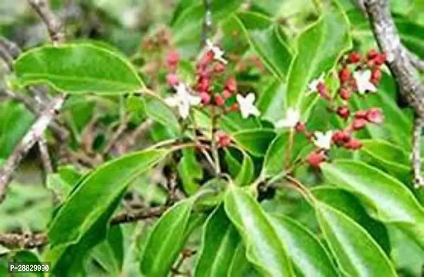 Baishnab  Chandan Plant OO1 Red Sandalwood Plant