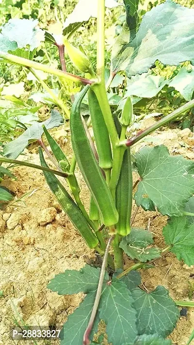 Baishnab Earth Seeds R 78BHINDI65100PIECE