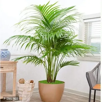 Baishnab  Kentia palm  Plant Areca Palm