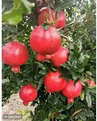 Baishnab  uu11 Pomegranate Plant