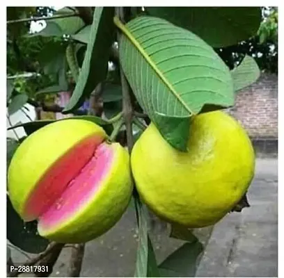 Baishnab  SrGuava11 Guava Plant-thumb0