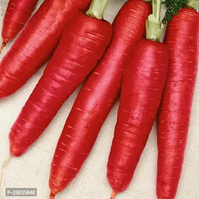 Baishnab Carrot  seed 1500mc hGaj 258 Atomic Red Carrot 1500Seeds1500PIECE