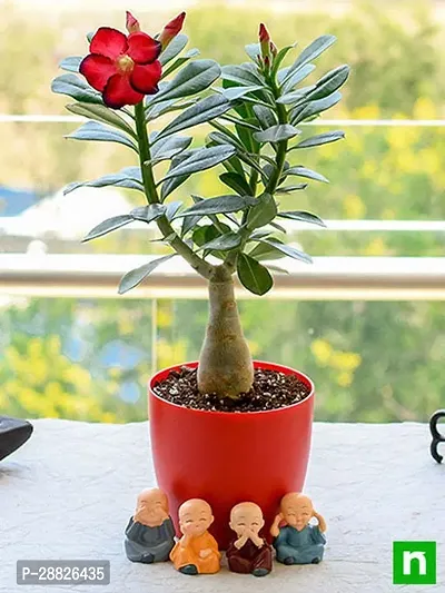 Baishnab  ADENIUM FLOWER PLANT CY47 Adenium Plant-thumb0