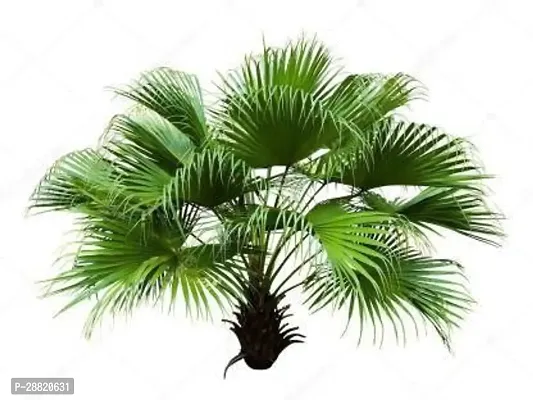 Baishnab  china plam plant22 China Palm Plant-thumb0