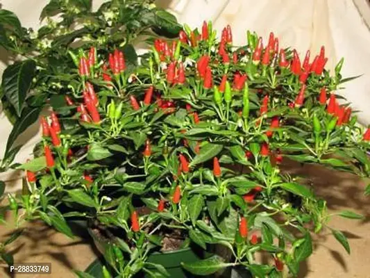 Baishnab Chili seed b 20prpkBirds Eye Chilli Seeds Seed  20 per packet20PIECE-thumb0