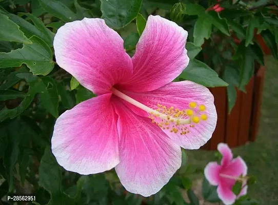 Baishnab Hibiscus Plant Hibiscus WhiteRed CF300131