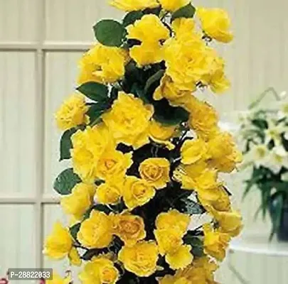 Baishnab  YELLOW ROSE PLANT LITE YELLOW Rose Plant-thumb0