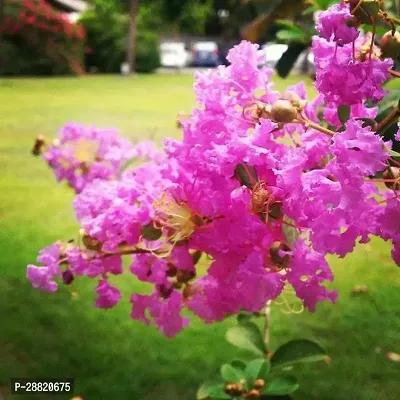 Baishnab  FWF01 MadhumaltiRangoon Creeper