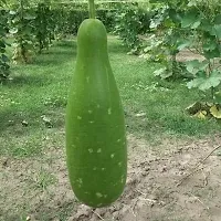 Baishnab SA 7Lauki Bottle Gourd Seed  100 per packet100PIECE-thumb1