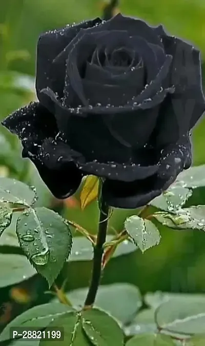 Baishnab  Black Rose Rose Plant-thumb0