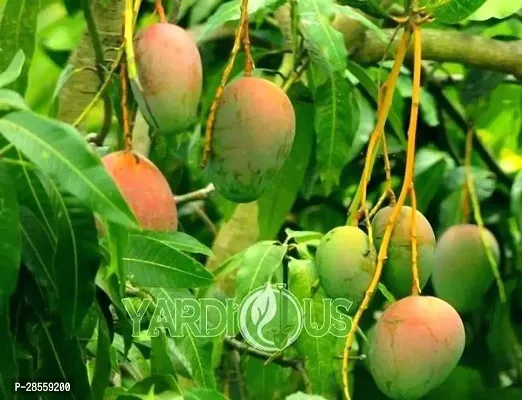 Baishnab Mango Plant HVLIVE_8-thumb0