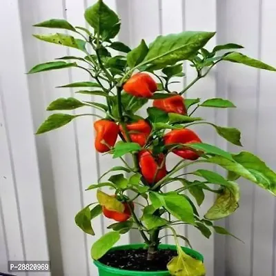 Baishnab  Ornamental Chili Live Plant For Vegetable-thumb0