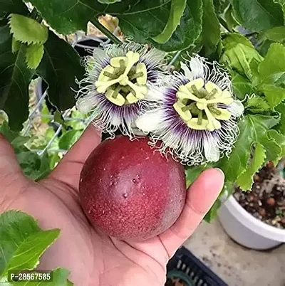 Baishnab Passion Plant Passion fruit plant-thumb0