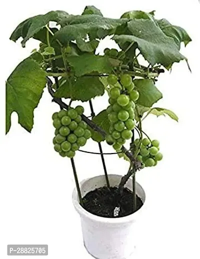 Baishnab  d31 Grapes Plant-thumb0