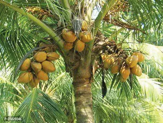 Baishnab  Premium Coconut Live Plant CF34 Coconut