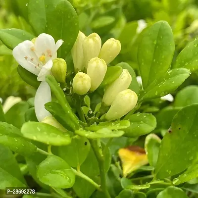 Baishnab Murraya Paniculata Plant Murraya Paniculata Kamini Flower Plant CF0027111-thumb0