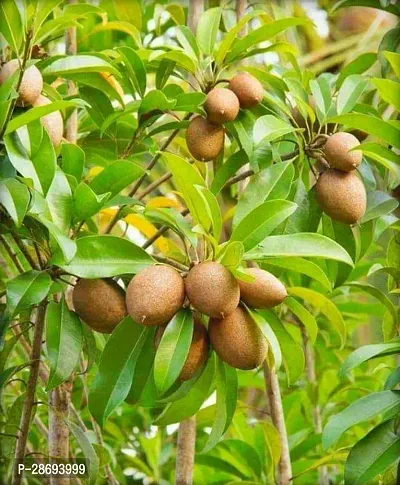 Baishnab Chiku Plant Live Fruit Plant Manilkara Zapota,Sapodilla, Sapota, chikoo, Chico, Naseberry, or Nispero Sapota Chikoo SapotaChikoo Healthy (Thailand Variety) for Home and Outdoor Garden.-thumb0