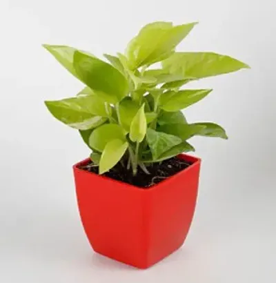 Hot Selling Plant & Planters 