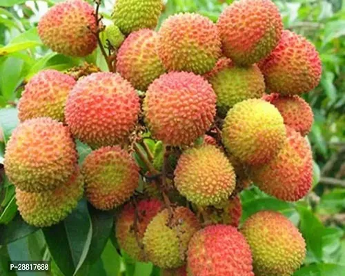 Baishnab  LitChi last Plant Litchi Plant-thumb0