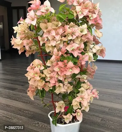 Baishnab  Bougainville flower plant Bougainvillea P