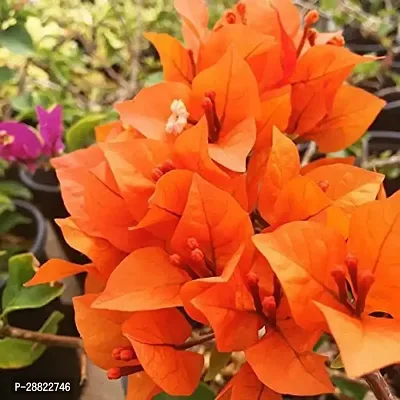 Baishnab  Bougainvillea Orange  Plant Perfect p-thumb0