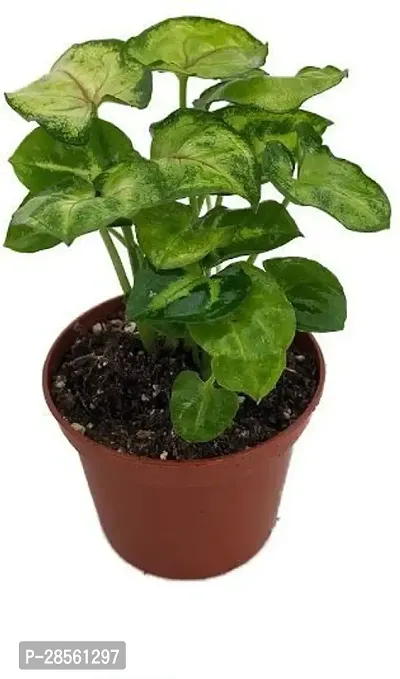 Baishnab Syngonium Plant FAUJI KI DUKAN-thumb0