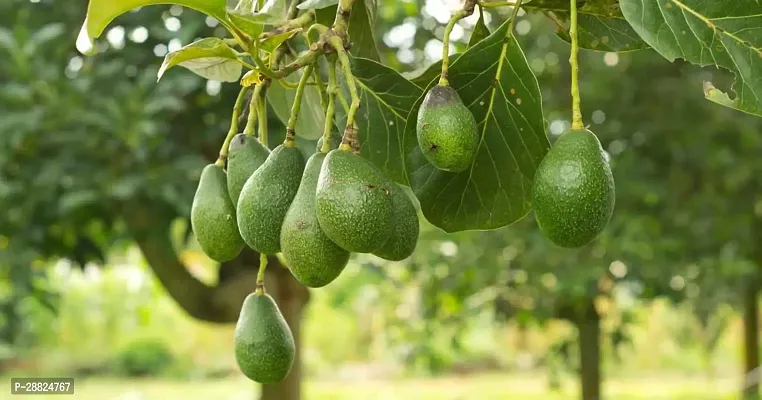 Baishnab  Avocado Plants Live PlantCF801 Avocado-thumb0