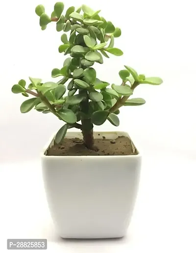 Baishnab  Good Luck Jade Plant 01 Jade Plant-thumb0