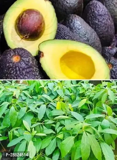 Baishnab  Hass Avocado Live PlantCF42 Avocado Pla