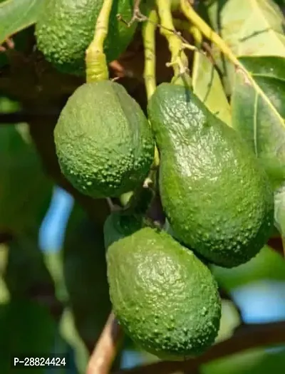 Baishnab  Avocado Plants Live PlantCF291 Avocado-thumb0