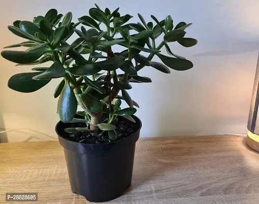 Baishnab  jade plant 732 Jade Plant-thumb0