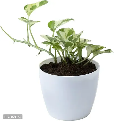 Baishnab  White Money Plant Money Plant