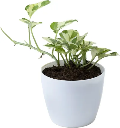 Must Have Plant & Planters 