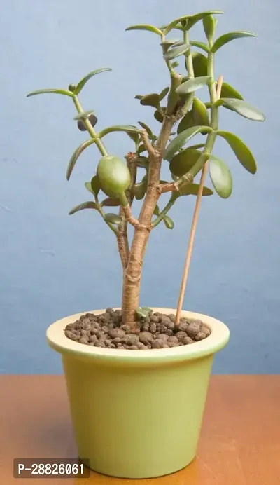 Baishnab  Jade Live Plant Good Luck Plant CF190 J