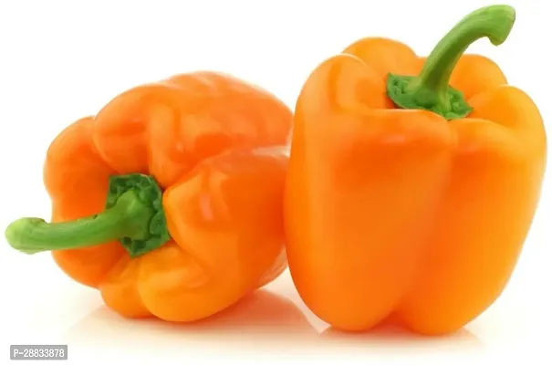 Baishnab Capsicum seed to 200psIND 17   BEST QUALITY HYBRID HIGH PRODUCTION F1 CAPSICUM MIX SEED OF CAPSICUM HIGH IN TASTE   SHIMLA MIRCH PACK OF 200 SEEDS   GERMINATION IMPORTED SEED PACK OF 150 SEEDS200PIECE-thumb0