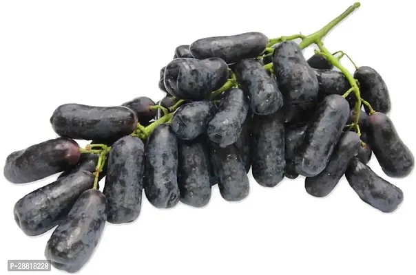 Baishnab  Long Grape Fruit Plant Grapes Plant-thumb0