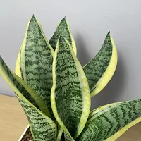 Baishnab Snake Plant Snake Plant (Medium)-thumb2