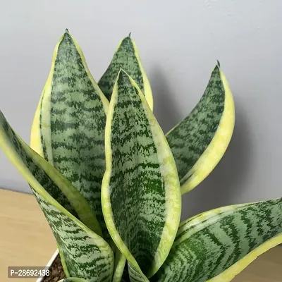 Baishnab Snake Plant Snake Plant (Medium)-thumb3