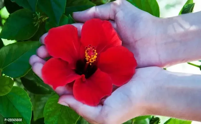 Baishnab Hibiscus Plant 80