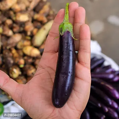 Baishnab Brinjal seeds 100 per packet bhjjBrinjal Purple Long  Seeds250PIECE-thumb0