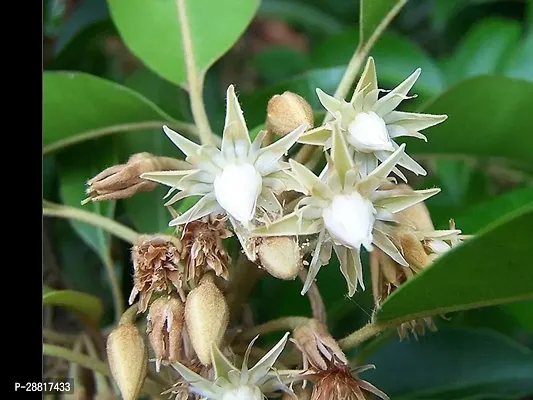 Baishnab  Bakul PlantCherry PlantMimusops Elengi